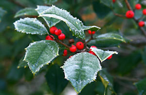 Hulst met besjes in de kou