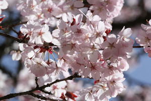 Prunus Sargentii bloesem