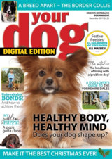 Abonnement op het blad Your Dog magazine